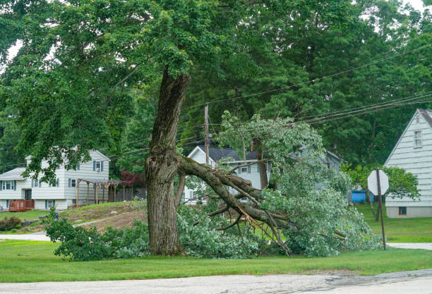 Trusted White Knoll, SC Tree Service Experts